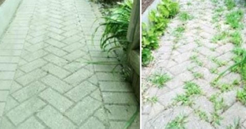 Powerful and effective DIY herbicide to eliminate all weeds for only 1 euro