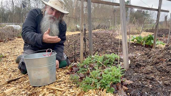 Sow these plants once and harvest them forever! Create a permaculture paradise and food forest!