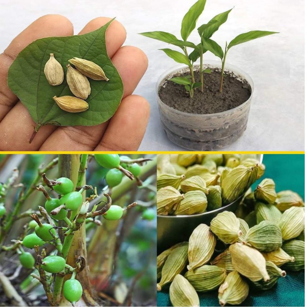How to grow cardamom from seed at home. Anyone can do it.