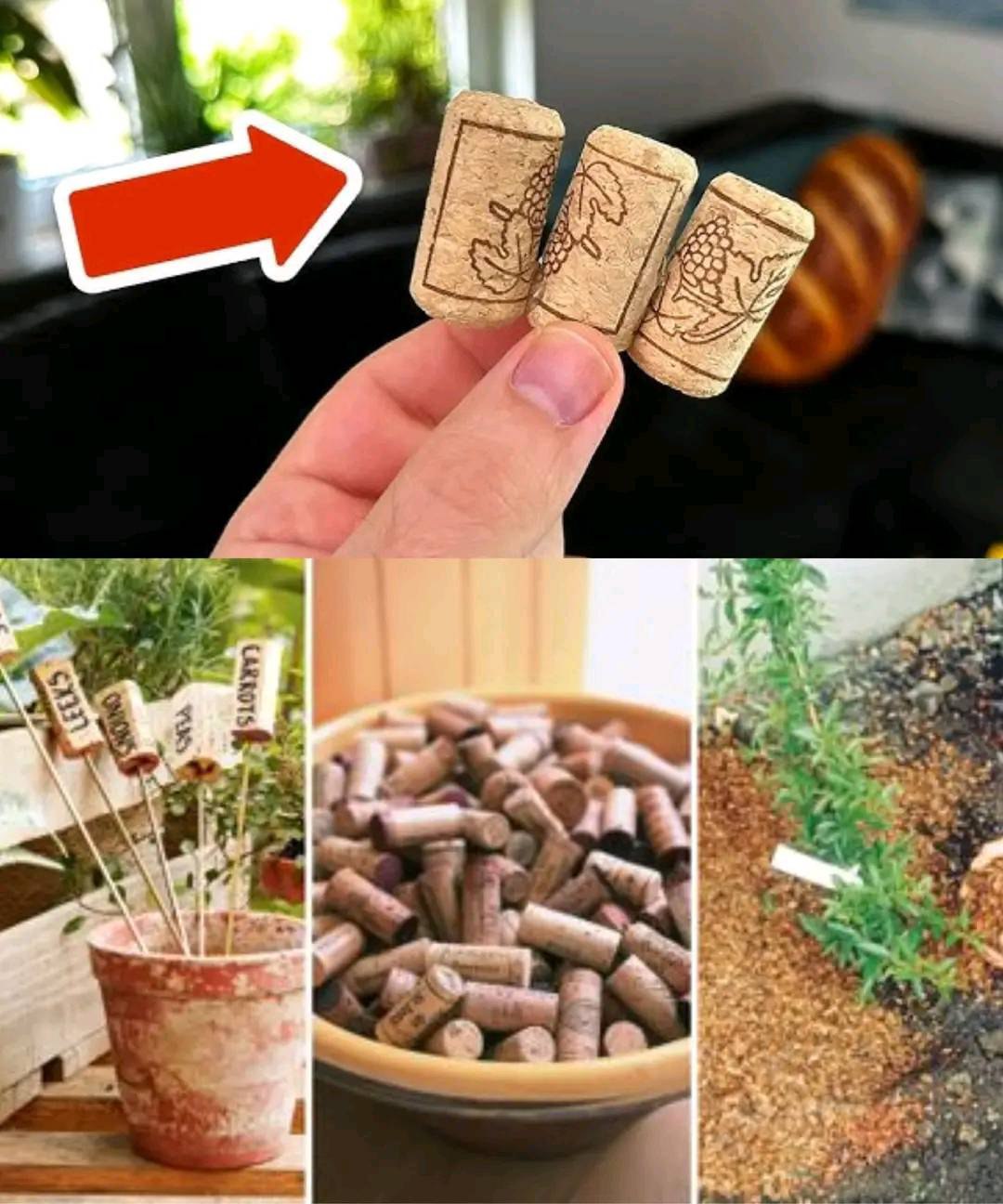 Corks: The Secret to Organic Gardening!