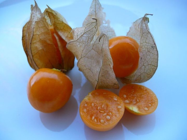 One Leaf of This Plant Is Worth Its Weight in Gold: Discover the Incredible Uses of Physalis (Canapum)