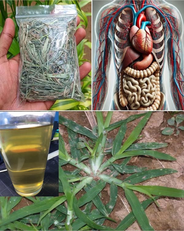 The Plant You Didn’t Know You Needed: A Natural Miracle for Health and Well-Being