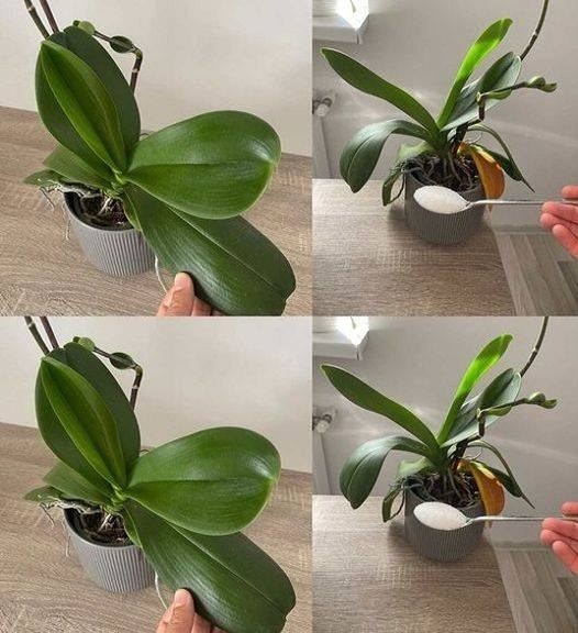 Orchids: 1 Tablespoon is Enough, and They Will Bloom Non-Stop – A Powerful Fertilizer