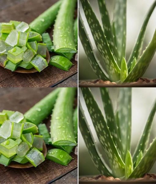 8 Fascinating Things Everyone Who Owns an Aloe Vera Plant Should Know