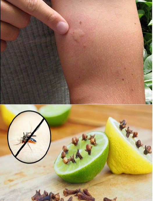 How to Get Rid of Mosquitoes with Two Kitchen Ingredients: The Infallible Trap to Eliminate Flies: You Will No Longer See Them
