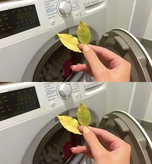 That’s why you should add bay leaves to your washing machine during washing