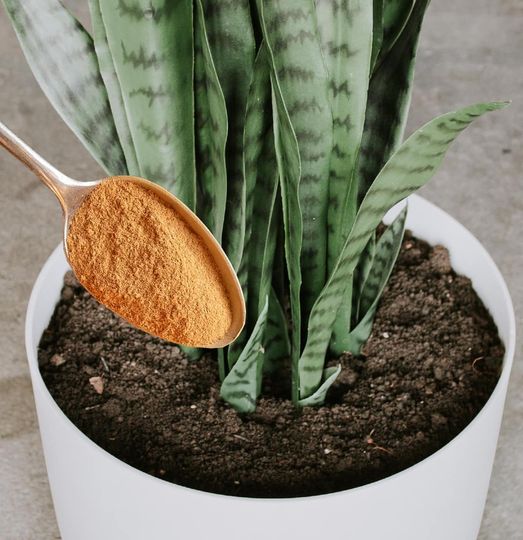 Put 1 teaspoon of cinnamon powder in your plants and see what happens