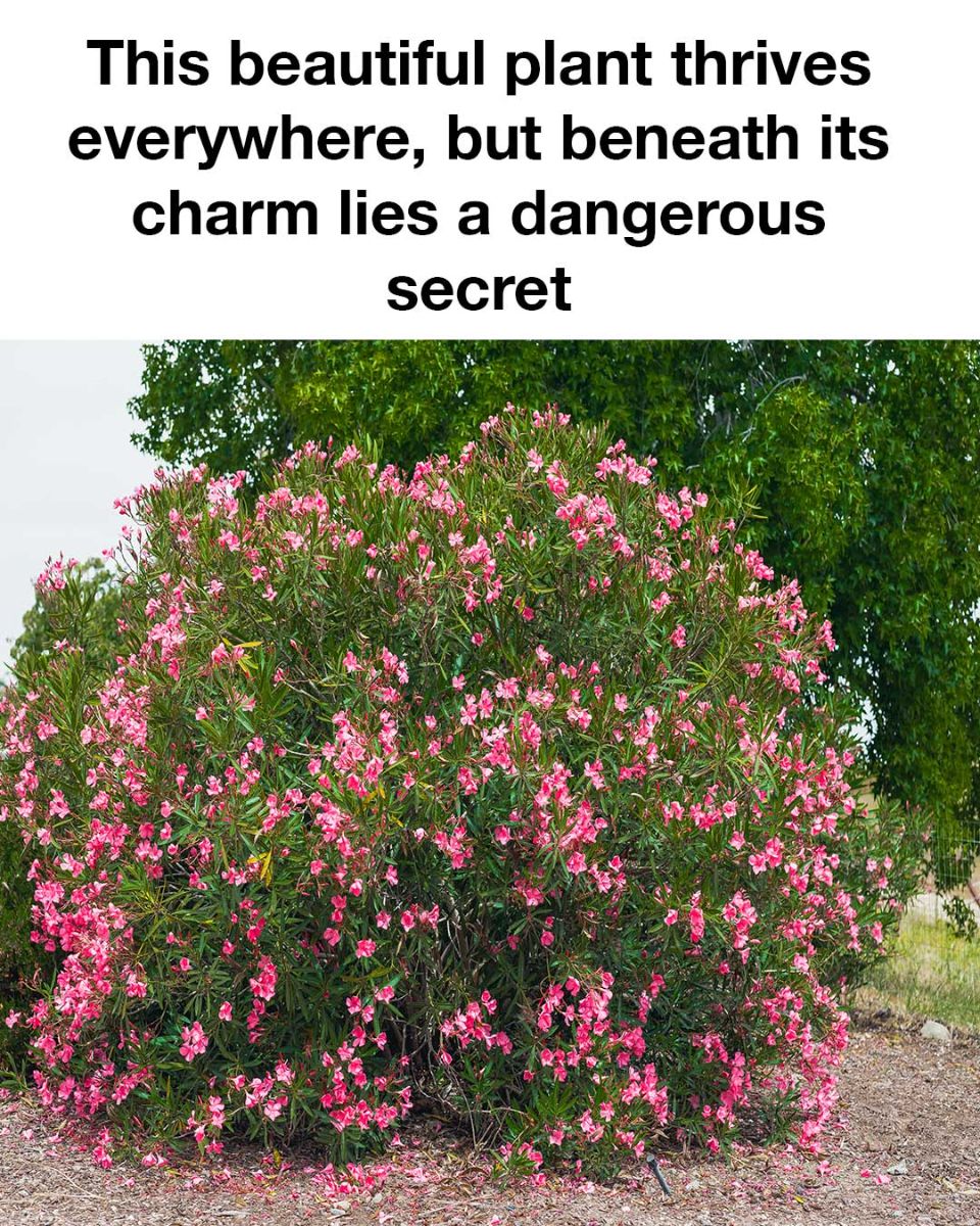 This beautiful plant thrives everywhere, but beneath its charm lies a dangerous secret