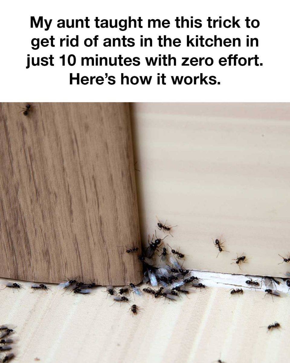 Tried Everything? This Simple Hack Finally Solved My Ant Problem!