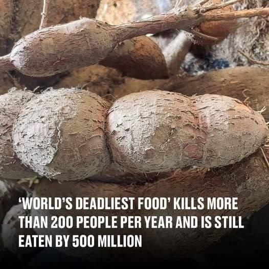 The World’s Deadliest Food: Consumed by 500 Million, Yet Claims Over 200 Lives Annually
