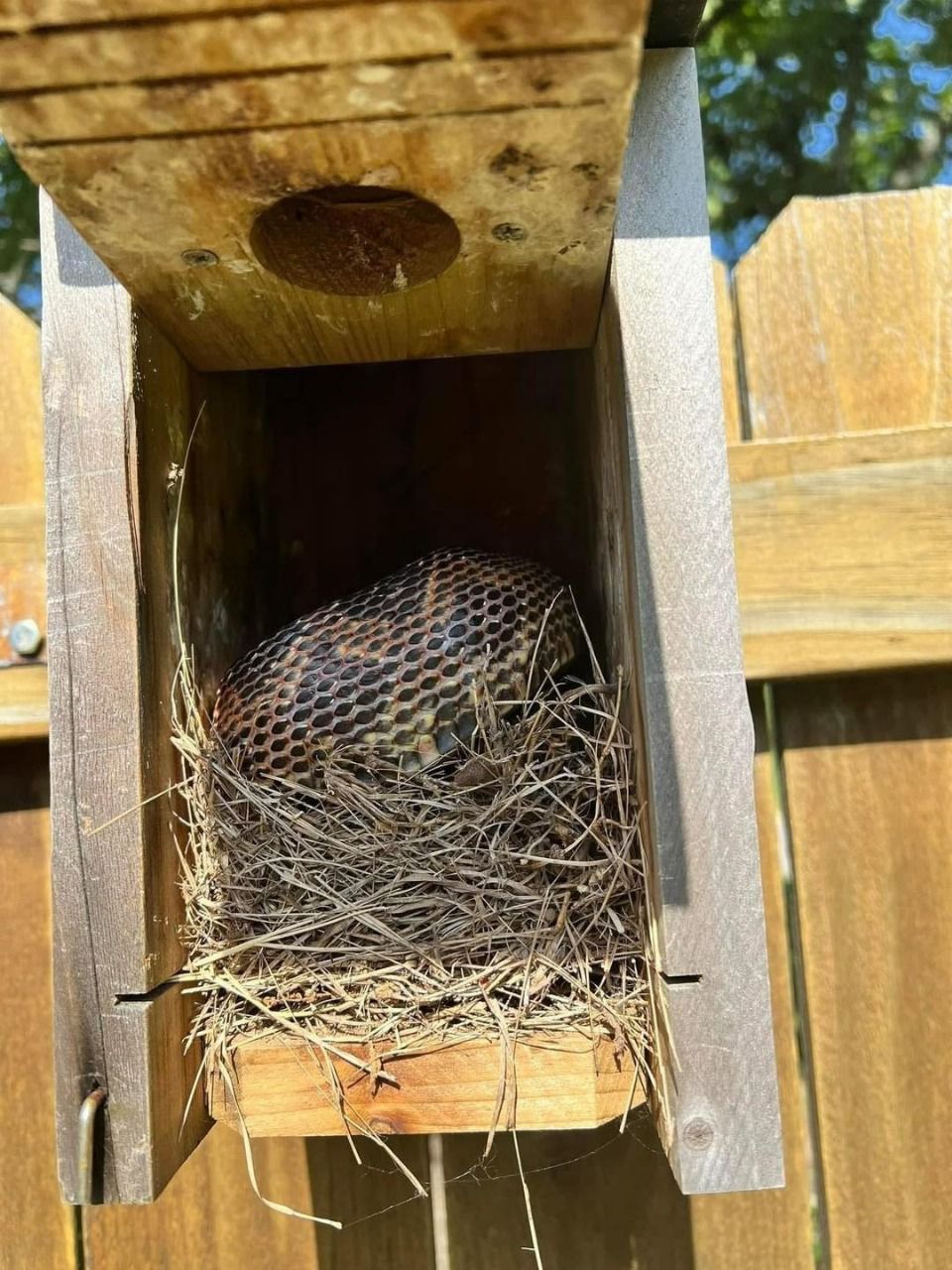 8 Easy & Natural Ways to Keep Snakes Out of Your Yard