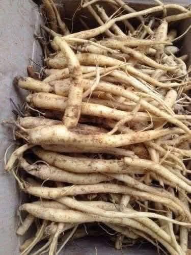 The Mighty Burdock Root: A Natural Ally in Supporting Health and Wellness