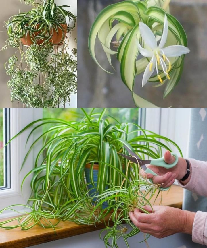 How to Make Your Spider Plant Bloom Quickly and Make Your Home Scented