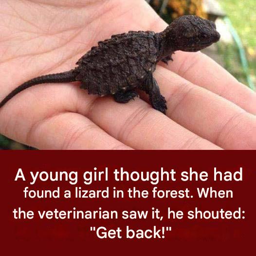 A young girl thought she found a lizard. When the vet sees it, he can’t believe his eyes.